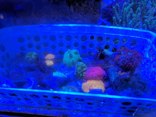 Tropical Fish Store «OceanLife Aquariums», reviews and photos, 5475 West Loop S, Houston, TX 77081, USA