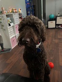 Fur Babies Daycare & Shuttle - Photo 9 - Car repair in , Champaign