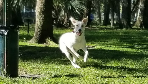 Dog Park «Arbor Dog Park», reviews and photos, 1405 N Grant St, Longwood, FL 32750, USA