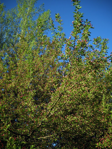 Park «Hansen Park», reviews and photos, 1555 5th St NW, New Brighton, MN 55112, USA