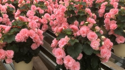 ヨシオカ園芸