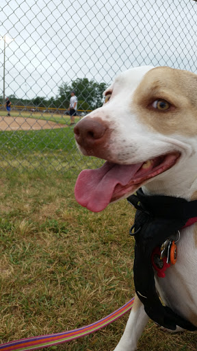 Park «Morse Park», reviews and photos, Morse Ave, West Haven, CT 06516, USA