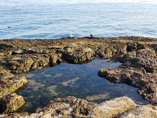 Vista Point «Schoodic Point», reviews and photos, Arey Cove Rd, Winter Harbor, ME 04693, USA