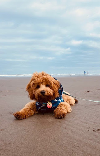 Reviews of West Coast Canine Connections in Hokitika - Dog trainer