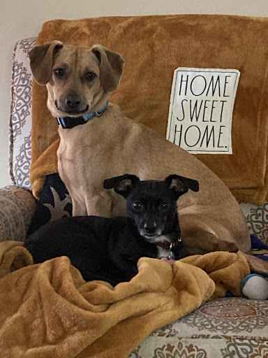 Pet Store «Pets Plus», reviews and photos, 151 Lincoln Hwy, Fairless Hills, PA 19030, USA