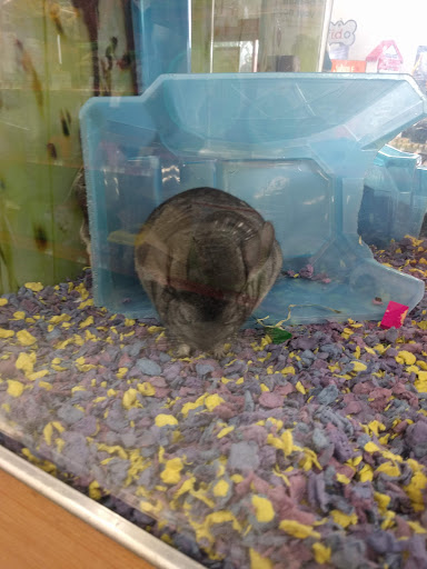 Pet Supply Store «Petco Animal Supplies», reviews and photos, 1815 Newport Blvd b, Costa Mesa, CA 92627, USA