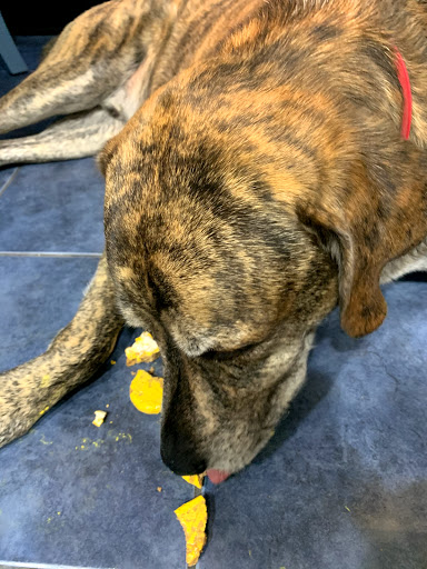 Pet Supply Store «Bone-A-Patreat», reviews and photos, 4110 University Ave, Des Moines, IA 50311, USA