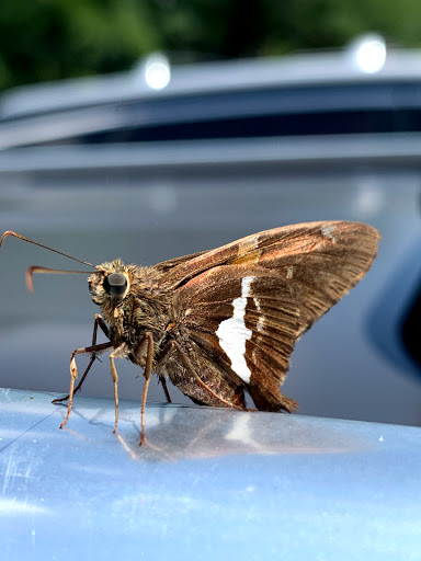 Shopping Mall «North Ridge Shopping Center», reviews and photos, 77 Quaker Ridge Rd, New Rochelle, NY 10804, USA