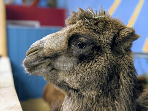 Zoo «Jozee Rooz Indoor Petting Zoo», reviews and photos, 120 138th St S, Tacoma, WA 98444, USA