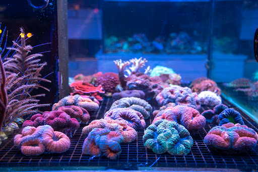Tropical Fish Store «Greenwich Aquaria», reviews and photos, 1064 E Putnam Ave, Riverside, CT 06878, USA