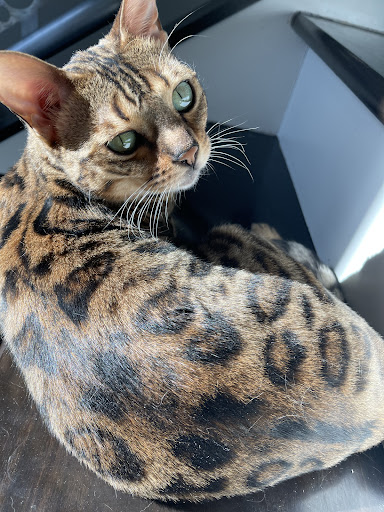 Wilderness Bengal Cats