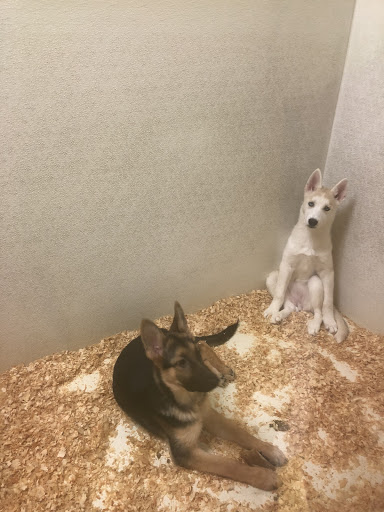 Pet Store «Yuppy Puppy Pet Shop», reviews and photos, 292 Frantz Rd, Stroudsburg, PA 18360, USA