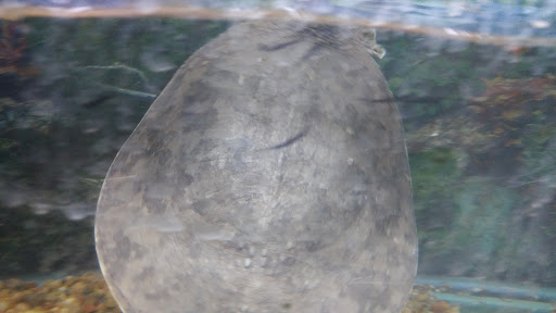 Pet Store «34 Pet Shop», reviews and photos, 3434 W Slauson Ave, Los Angeles, CA 90043, USA