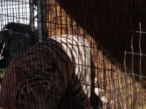 Fairground «Elberton Fair», reviews and photos