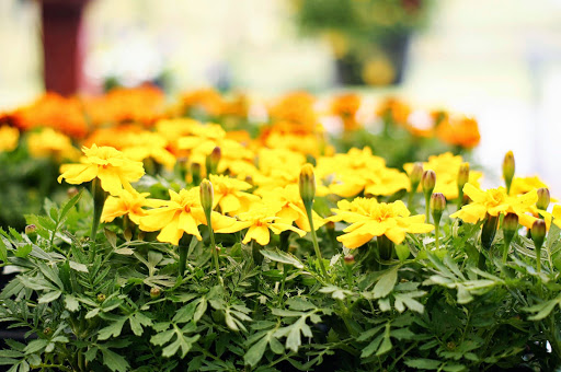 Animal Feed Store «Burns Feed Store», reviews and photos, 29215 SE Orient Dr, Gresham, OR 97080, USA