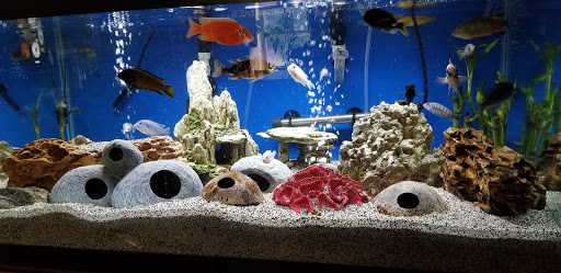 Pet Supply Store «Live Fish Direct .com», reviews and photos, 12270 700 E, Draper, UT 84020, USA