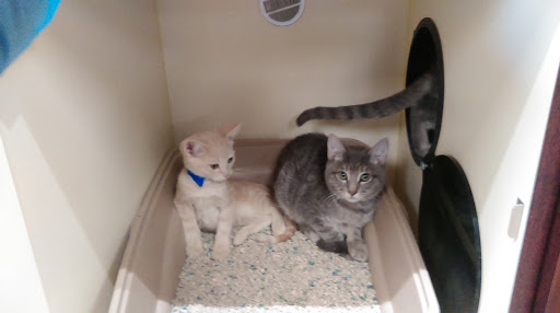 Animal Shelter «Humane Society of El Paso», reviews and photos