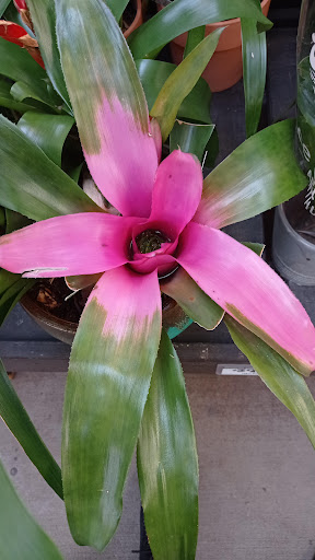 Home Improvement Store «The Home Depot», reviews and photos, 1101 Sunrise Hwy, Copiague, NY 11726, USA