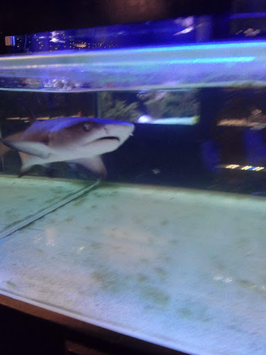 Tropical Fish Store «Aquatics & Exotics», reviews and photos, 7513 Hamilton Ave, Cincinnati, OH 45231, USA