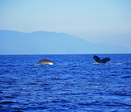 Los Veranos Canopy Tour Whale Watching photo