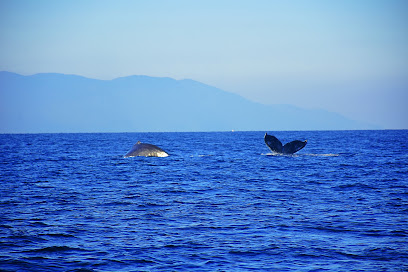 Los Veranos Canopy Tour Whale Watching