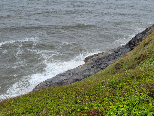 Tourist Attraction «Sea Lion Caves», reviews and photos, 91560 US-101, Florence, OR 97439, USA