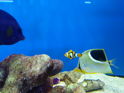 Tropical Fish Store «BluReef Aquarium», reviews and photos, 2198 Flatbush Ave, Brooklyn, NY 11234, USA