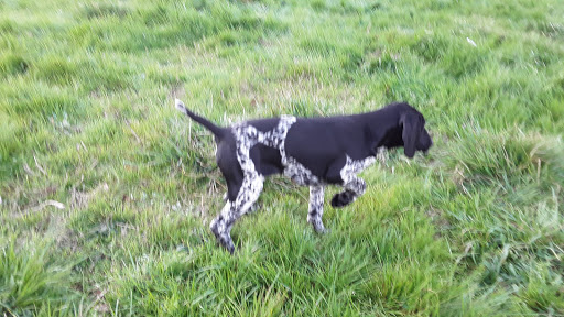 All American Pointers (German shorthaired pointers)