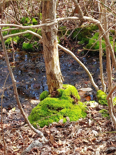 Nature Preserve «Edwin B. Forsythe National Wildlife Refuge- deCamp Wildlife Trail», reviews and photos, 365 Mantoloking Rd, Brick, NJ 08723, USA