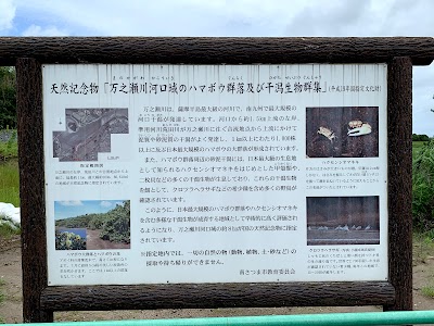 ハマボウ群落散策路