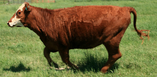 Butcher Shop «Colorado Meat Company», reviews and photos, 51 Beaver Creek Pl #3, Avon, CO 81620, USA