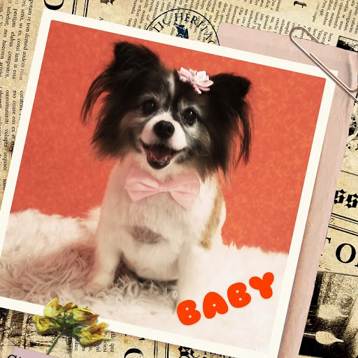 Pet Groomer «Furry Tails Pet Grooming», reviews and photos, 865 Cypress Pkwy, Poinciana, FL 34759, USA