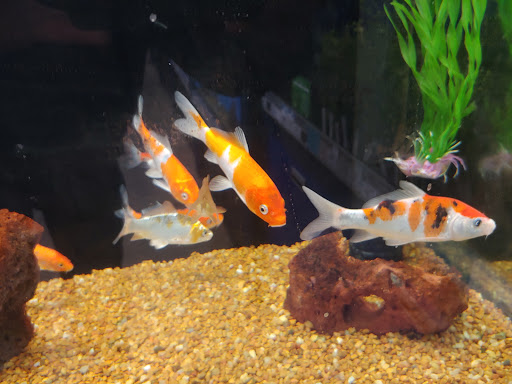 Pet Supply Store «Petco Animal Supplies», reviews and photos, 911 N Stratford Rd c, Moses Lake, WA 98837, USA