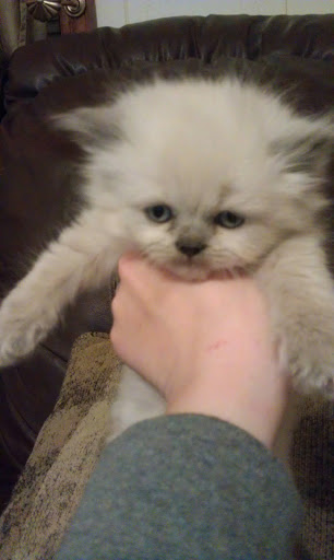 Pet Supply Store «Petco Animal Supplies», reviews and photos, 1065 Kennedy Rd, Windsor, CT 06095, USA