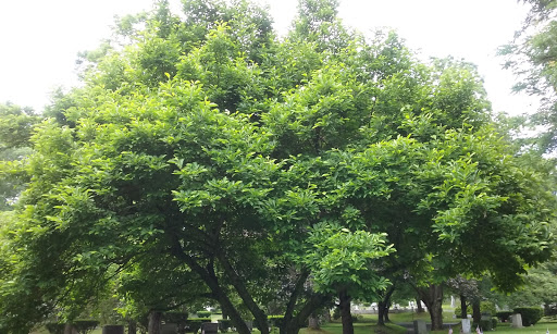 Park «Shedd Park», reviews and photos, 453 Rogers St, Lowell, MA 01852, USA