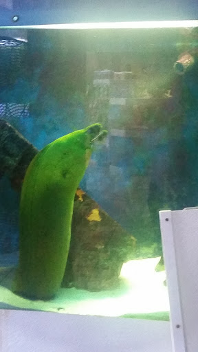 Pet Supply Store «Seascape Aquarium & Pet Center», reviews and photos, 2162 Gulf Gate Dr, Sarasota, FL 34231, USA