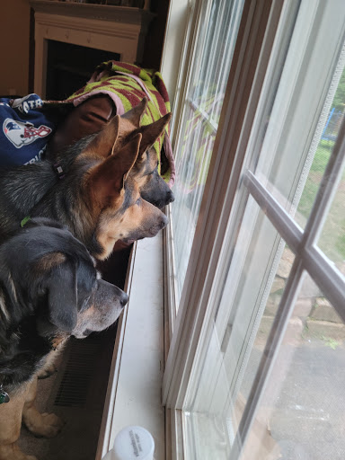 Pet Store «Pet Junction», reviews and photos, 146 NH-108, Dover, NH 03820, USA