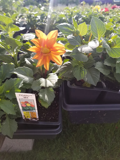 Florist «Lyndhurst Florist», reviews and photos, 5268 Mayfield Rd, Lyndhurst, OH 44124, USA