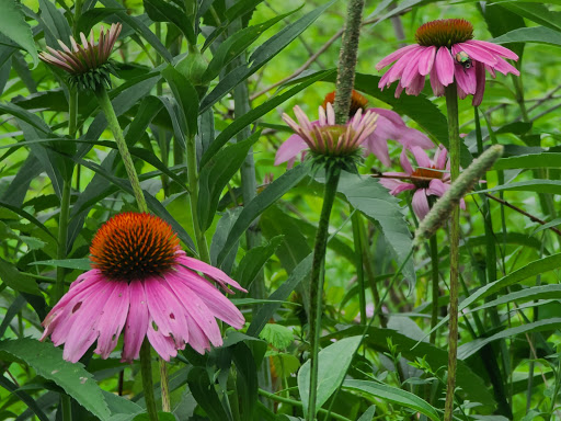 Nature Preserve «Hickory Creek Preserve», reviews and photos, Wolf Rd, Mokena, IL 60448, USA