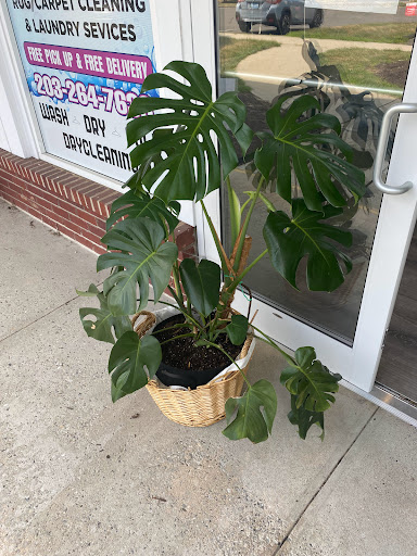 Dry Cleaner «Regal Cleaners», reviews and photos, 220 Main St S #2, Southbury, CT 06488, USA