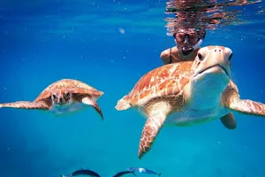 Barbados Snorkeling Tours by Hayden Browne image