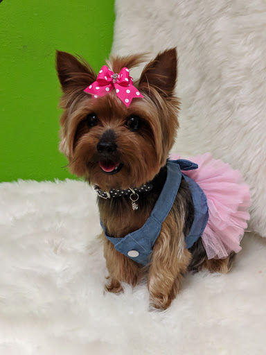 Pet Groomer «Glamour Pooch / Grooming Boutique», reviews and photos, 1590 Lomaland Dr, El Paso, TX 79935, USA