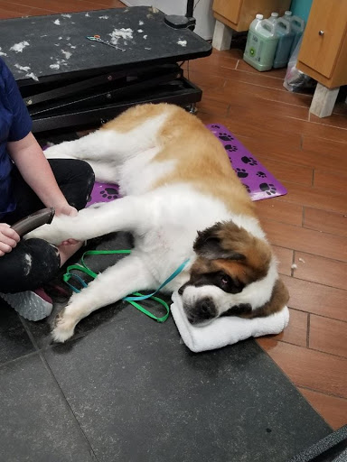 Shaggy Paws Spa, LLC., 6215 Chesapeake Cir Suite E, New Kent, VA 23124, USA, 