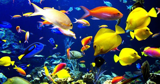 Global Fish Aquarium - Fish Aquarium Shop Delhi, Fish Food, Marine Fish Aquarium Delhi