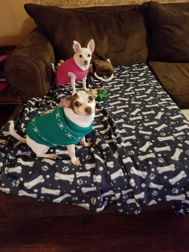 Pet Supply Store «Dogge Style Pets Passyunk», reviews and photos, 1700 E Passyunk Ave, Philadelphia, PA 19148, USA