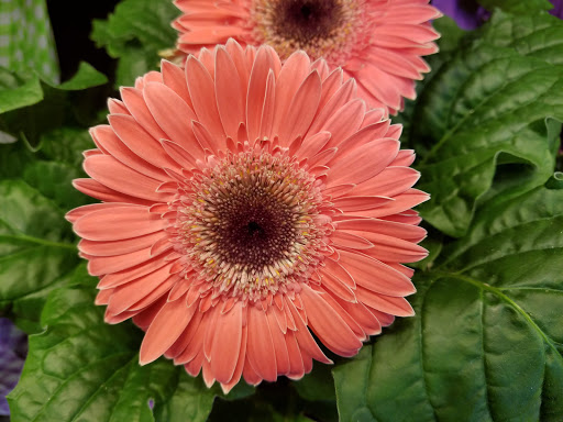 Grocery Store «D & W Fresh Market», reviews and photos, 2103 Parkview Ave, Kalamazoo, MI 49008, USA