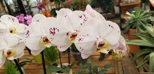 Garden Center «H J Benken Florist & Garden», reviews and photos, 6000 Plainfield Rd, Cincinnati, OH 45213, USA