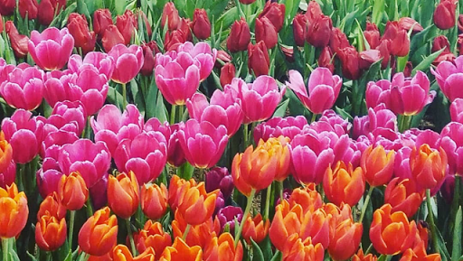 Florist «Zenplicity Florist», reviews and photos, 230 N Maple Ave, Marlton, NJ 08053, USA