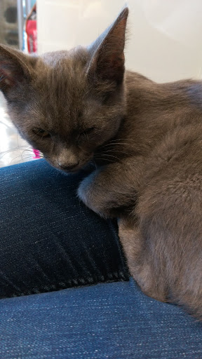 Pet Adoption Service «Found Animals Adopt & Shop», reviews and photos, 353 Lakewood Center Mall, Lakewood, CA 90712, USA