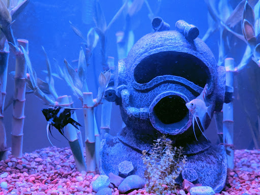 Pet Store «Fish-N-Pets Unlimited», reviews and photos, 11710 Bissonnet St, Houston, TX 77099, USA